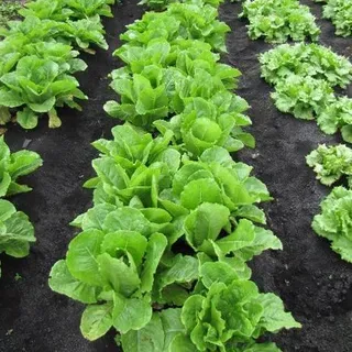 thumbnail for publication: Evaluation of Lettuce Cultivars for Production on Muck Soils in Southern Florida